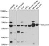 Western blot analysis of extracts of various cell lines, using SLC22A4 antibody (13-685) at 1:1000 dilution.<br/>Secondary antibody: HRP Goat Anti-Rabbit IgG (H+L) at 1:10000 dilution.<br/>Lysates/proteins: 25ug per lane.<br/>Blocking buffer: 3% nonfat dry milk in TBST.<br/>Detection: ECL Basic Kit.<br/>Exposure time: 10s.