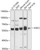 Western blot analysis of extracts of various cell lines, using ASIC2 antibody (13-688) at 1:1000 dilution.<br/>Secondary antibody: HRP Goat Anti-Rabbit IgG (H+L) at 1:10000 dilution.<br/>Lysates/proteins: 25ug per lane.<br/>Blocking buffer: 3% nonfat dry milk in TBST.<br/>Detection: ECL Basic Kit.<br/>Exposure time: 10s.