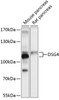 Western blot analysis of extracts of various cell lines, using DSG4 antibody (13-692) at 1:1000 dilution.<br/>Secondary antibody: HRP Goat Anti-Rabbit IgG (H+L) at 1:10000 dilution.<br/>Lysates/proteins: 25ug per lane.<br/>Blocking buffer: 3% nonfat dry milk in TBST.<br/>Detection: ECL Basic Kit.<br/>Exposure time: 1s.