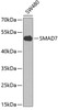 Western blot analysis of extracts of SW480 cells, using SMAD7 antibody (13-698) at 1:1000 dilution.<br/>Secondary antibody: HRP Goat Anti-Rabbit IgG (H+L) at 1:10000 dilution.<br/>Lysates/proteins: 25ug per lane.<br/>Blocking buffer: 3% nonfat dry milk in TBST.<br/>Detection: ECL Basic Kit.<br/>Exposure time: 10s.