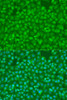 Immunofluorescence analysis of U2OS cells using SMAD7 antibody (13-698) at dilution of 1:100. Blue: DAPI for nuclear staining.