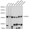 Western blot analysis of extracts of various cell lines, using NOMO1 antibody (13-699) at 1:2000 dilution.<br/>Secondary antibody: HRP Goat Anti-Rabbit IgG (H+L) at 1:10000 dilution.<br/>Lysates/proteins: 25ug per lane.<br/>Blocking buffer: 3% nonfat dry milk in TBST.<br/>Detection: ECL Basic Kit.<br/>Exposure time: 10s.