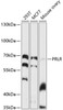 Western blot analysis of extracts of various cell lines, using PRLR antibody (13-700) at 1:1000 dilution.<br/>Secondary antibody: HRP Goat Anti-Rabbit IgG (H+L) at 1:10000 dilution.<br/>Lysates/proteins: 25ug per lane.<br/>Blocking buffer: 3% nonfat dry milk in TBST.<br/>Detection: ECL Basic Kit.<br/>Exposure time: 60s.