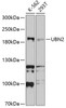 Western blot analysis of extracts of various cell lines, using UBN2 antibody (13-703) at 1:1000 dilution.<br/>Secondary antibody: HRP Goat Anti-Rabbit IgG (H+L) at 1:10000 dilution.<br/>Lysates/proteins: 25ug per lane.<br/>Blocking buffer: 3% nonfat dry milk in TBST.<br/>Detection: ECL Basic Kit.<br/>Exposure time: 90s.
