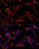 Immunofluorescence analysis of NIH/3T3 cells using LGR5 antibody (13-711) at dilution of 1:100. Blue: DAPI for nuclear staining.