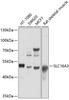 Western blot analysis of extracts of various cell lines, using SLC16A3 antibody (13-713) at 1:1000 dilution.<br/>Secondary antibody: HRP Goat Anti-Rabbit IgG (H+L) at 1:10000 dilution.<br/>Lysates/proteins: 25ug per lane.<br/>Blocking buffer: 3% nonfat dry milk in TBST.<br/>Detection: ECL Basic Kit.<br/>Exposure time: 15s.