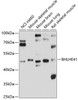 Western blot analysis of extracts of various cell lines, using BHLHE41 antibody (13-719) at 1:1000 dilution.<br/>Secondary antibody: HRP Goat Anti-Rabbit IgG (H+L) at 1:10000 dilution.<br/>Lysates/proteins: 25ug per lane.<br/>Blocking buffer: 3% nonfat dry milk in TBST.<br/>Detection: ECL Basic Kit.<br/>Exposure time: 15s.