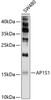 Western blot analysis of extracts of SW480 cells, using AP1S1 antibody (13-722) at 1:1000 dilution.<br/>Secondary antibody: HRP Goat Anti-Rabbit IgG (H+L) at 1:10000 dilution.<br/>Lysates/proteins: 25ug per lane.<br/>Blocking buffer: 3% nonfat dry milk in TBST.<br/>Detection: ECL Enhanced Kit.<br/>Exposure time: 30s.
