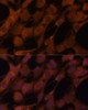 Immunofluorescence analysis of C6 cells using LGMN Polyclonal Antibody (13-728) at dilution of 1:100 (40x lens) . Blue: DAPI for nuclear staining.