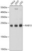 Western blot analysis of extracts of various cell lines, using RAB13 antibody (13-729) at 1:1000 dilution.<br/>Secondary antibody: HRP Goat Anti-Rabbit IgG (H+L) at 1:10000 dilution.<br/>Lysates/proteins: 25ug per lane.<br/>Blocking buffer: 3% nonfat dry milk in TBST.<br/>Detection: ECL Basic Kit.<br/>Exposure time: 1s.