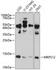 Western blot analysis of extracts of various cell lines, using MRPS12 antibody (13-731) at 1:1000 dilution.<br/>Secondary antibody: HRP Goat Anti-Rabbit IgG (H+L) at 1:10000 dilution.<br/>Lysates/proteins: 25ug per lane.<br/>Blocking buffer: 3% nonfat dry milk in TBST.<br/>Detection: ECL Basic Kit.<br/>Exposure time: 10s.