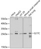 Western blot analysis of extracts of various cell lines, using IL17C antibody (13-741) at 1:1000 dilution.<br/>Secondary antibody: HRP Goat Anti-Rabbit IgG (H+L) at 1:10000 dilution.<br/>Lysates/proteins: 25ug per lane.<br/>Blocking buffer: 3% nonfat dry milk in TBST.<br/>Detection: ECL Basic Kit.<br/>Exposure time: 20s.