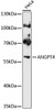 Western blot analysis of extracts of HeLa cells, using ANGPT4 antibody (13-743) at 1:1000 dilution.<br/>Secondary antibody: HRP Goat Anti-Rabbit IgG (H+L) at 1:10000 dilution.<br/>Lysates/proteins: 25ug per lane.<br/>Blocking buffer: 3% nonfat dry milk in TBST.<br/>Detection: ECL Basic Kit.<br/>Exposure time: 30s.