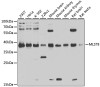 Western blot analysis of extracts of various cell lines, using MLST8 antibody (13-744) at 1:1000 dilution.<br/>Secondary antibody: HRP Goat Anti-Rabbit IgG (H+L) at 1:10000 dilution.<br/>Lysates/proteins: 25ug per lane.<br/>Blocking buffer: 3% nonfat dry milk in TBST.<br/>Detection: ECL Basic Kit.<br/>Exposure time: 5s.