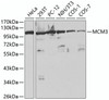 Western blot analysis of extracts of various cell lines, using MCM3 antibody (13-753) at 1:1000 dilution.<br/>Secondary antibody: HRP Goat Anti-Rabbit IgG (H+L) at 1:10000 dilution.<br/>Lysates/proteins: 25ug per lane.<br/>Blocking buffer: 3% nonfat dry milk in TBST.