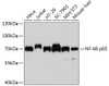 Western blot analysis of extracts of various cell lines, using NF-kB p65 antibody (13-757) at 1:1000 dilution.<br/>Secondary antibody: HRP Goat Anti-Mouse IgG (H+L) (AS003) at 1:10000 dilution.<br/>Lysates/proteins: 25ug per lane.<br/>Blocking buffer: 3% nonfat dry milk in TBST.<br/>Detection: ECL Basic Kit.<br/>Exposure time: 90s.