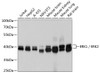 Western blot analysis of extracts of various cell lines, using ERK1 / ERK2 antibody (13-762) at 1:1000 dilution.<br/>Secondary antibody: HRP Goat Anti-Mouse IgG (H+L) (AS003) at 1:10000 dilution.<br/>Lysates/proteins: 25ug per lane.<br/>Blocking buffer: 3% nonfat dry milk in TBST.<br/>Detection: ECL Basic Kit.<br/>Exposure time: 5s.