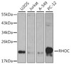Western blot analysis of extracts of various cell lines, using RHOC antibody (13-764) .<br/>Secondary antibody: HRP Goat Anti-Rabbit IgG (H+L) at 1:10000 dilution.<br/>Lysates/proteins: 25ug per lane.<br/>Blocking buffer: 3% nonfat dry milk in TBST.