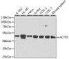 Western blot analysis of extracts of various cell lines, using ACTR3 antibody (13-766) at 1:1000 dilution.<br/>Secondary antibody: HRP Goat Anti-Rabbit IgG (H+L) at 1:10000 dilution.<br/>Lysates/proteins: 25ug per lane.<br/>Blocking buffer: 3% nonfat dry milk in TBST.<br/>Detection: ECL Basic Kit.