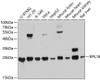 Western blot analysis of extracts of various cell lines, using RPL18 antibody (13-772) at 1:3000 dilution.<br/>Secondary antibody: HRP Goat Anti-Rabbit IgG (H+L) at 1:10000 dilution.<br/>Lysates/proteins: 25ug per lane.<br/>Blocking buffer: 3% nonfat dry milk in TBST.<br/>Detection: ECL Basic Kit.<br/>Exposure time: 60s.