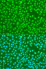 Immunofluorescence analysis of U2OS cells using HNRNPDL antibody (13-773) at dilution of 1:100. Blue: DAPI for nuclear staining.