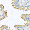 Immunohistochemistry of paraffin-embedded human prostate using RNASE13 antibody (13-774) at dilution of 1:100 (40x lens) .