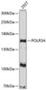 Western blot analysis of extracts of 293T cells, using POLR3A antibody (13-776) at 1:1000 dilution.<br/>Secondary antibody: HRP Goat Anti-Rabbit IgG (H+L) at 1:10000 dilution.<br/>Lysates/proteins: 25ug per lane.<br/>Blocking buffer: 3% nonfat dry milk in TBST.<br/>Detection: ECL Enhanced Kit.<br/>Exposure time: 90s.