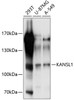 Western blot analysis of extracts of various cell lines, using KANSL1 antibody (13-784) at 1:1000 dilution.<br/>Secondary antibody: HRP Goat Anti-Rabbit IgG (H+L) at 1:10000 dilution.<br/>Lysates/proteins: 25ug per lane.<br/>Blocking buffer: 3% nonfat dry milk in TBST.<br/>Detection: ECL Basic Kit.<br/>Exposure time: 10s.