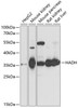 Western blot analysis of extracts of various cell lines, using HADH antibody (13-787) at 1:1000 dilution.<br/>Secondary antibody: HRP Goat Anti-Rabbit IgG (H+L) at 1:10000 dilution.<br/>Lysates/proteins: 25ug per lane.<br/>Blocking buffer: 3% nonfat dry milk in TBST.<br/>Detection: ECL Basic Kit.<br/>Exposure time: 5s.