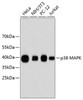Western blot analysis of extracts of various cell lines, using p38 MAPK antibody (13-825) .<br/>Secondary antibody: HRP Goat Anti-Rabbit IgG (H+L) at 1:10000 dilution.<br/>Lysates/proteins: 25ug per lane.<br/>Blocking buffer: 3% nonfat dry milk in TBST.