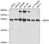 Western blot analysis of extracts of various cell lines, using UBE2K antibody (13-838) at 1:1000 dilution.<br/>Secondary antibody: HRP Goat Anti-Rabbit IgG (H+L) at 1:10000 dilution.<br/>Lysates/proteins: 25ug per lane.<br/>Blocking buffer: 3% nonfat dry milk in TBST.<br/>Detection: ECL Basic Kit.<br/>Exposure time: 30s.