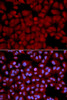 Immunofluorescence analysis of U2OS cells using PPP1CB antibody (13-846) . Blue: DAPI for nuclear staining.