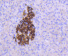 Immunohistochemistry of paraffin-embedded human pancreas using MCL1 antibody (13-878) at dilution of 1:100 (40x lens) .