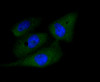 Immunofluorescence analysis of PC-3M cells using CASP3 antibody (13-887) .