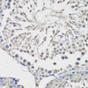 Immunohistochemistry of paraffin-embedded rat testis using EZH2 antibody (13-908) at dilution of 1:100 (40x lens) .