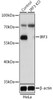 Western blot analysis of extracts from normal (control) and IRF3 knockout (KO) HeLa cells, using IRF3 antibody (13-919) at 1:3000 dilution.<br/>Secondary antibody: HRP Goat Anti-Rabbit IgG (H+L) at 1:10000 dilution.<br/>Lysates/proteins: 25ug per lane.<br/>Blocking buffer: 3% nonfat dry milk in TBST.<br/>Detection: ECL Basic Kit.<br/>Exposure time: 3s.