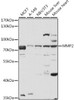 Western blot analysis of extracts of various cell lines, using MMP2 antibody (13-931) at 1:3000 dilution.<br/>Secondary antibody: HRP Goat Anti-Rabbit IgG (H+L) at 1:10000 dilution.<br/>Lysates/proteins: 25ug per lane.<br/>Blocking buffer: 3% nonfat dry milk in TBST.<br/>Detection: ECL Basic Kit.<br/>Exposure time: 1s.