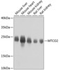Western blot analysis of extracts of various cell lines, using MTCO2 antibody (13-934) at 1:800 dilution.<br/>Secondary antibody: HRP Goat Anti-Rabbit IgG (H+L) at 1:10000 dilution.<br/>Lysates/proteins: 25ug per lane.<br/>Blocking buffer: 3% nonfat dry milk in TBST.<br/>Detection: ECL Basic Kit.<br/>Exposure time: 15s.