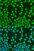 Immunofluorescence analysis of U2OS cells using MTCO2 antibody (13-934) at dilution of 1:100. Blue: DAPI for nuclear staining.