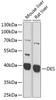 Western blot analysis of extracts of various cell lines, using DES antibody (13-938) at 1:1000 dilution.<br/>Secondary antibody: HRP Goat Anti-Rabbit IgG (H+L) at 1:10000 dilution.<br/>Lysates/proteins: 25ug per lane.<br/>Blocking buffer: 3% nonfat dry milk in TBST.<br/>Detection: ECL Basic Kit.<br/>Exposure time: 30s.