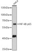 Western blot analysis of extracts of HeLa cells, using NF-kB p65 antibody (13-953) at 1:1000 dilution.<br/>Secondary antibody: HRP Goat Anti-Rabbit IgG (H+L) at 1:10000 dilution.<br/>Lysates/proteins: 25ug per lane.<br/>Blocking buffer: 3% nonfat dry milk in TBST.<br/>Detection: ECL Basic Kit.<br/>Exposure time: 5s.