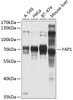 Western blot analysis of extracts of various cell lines, using YAP1 antibody (13-966) at 1:1000 dilution.<br/>Secondary antibody: HRP Goat Anti-Rabbit IgG (H+L) at 1:10000 dilution.<br/>Lysates/proteins: 25ug per lane.<br/>Blocking buffer: 3% nonfat dry milk in TBST.<br/>Detection: ECL Basic Kit.<br/>Exposure time: 10s.