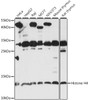 Western blot analysis of extracts of various cell lines, using Histone H4 antibody (13-978) at 1:1000 dilution.<br/>Secondary antibody: HRP Goat Anti-Mouse IgG (H+L) (AS003) at 1:10000 dilution.<br/>Lysates/proteins: 25ug per lane.<br/>Blocking buffer: 3% nonfat dry milk in TBST.<br/>Detection: ECL Basic Kit.<br/>Exposure time: 90s.