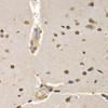 Immunohistochemistry of paraffin-embedded rat brain using Histone H4 antibody (13-978) at dilution of 1:200 (40x lens) .