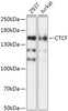 Western blot analysis of extracts of various cell lines, using CTCF antibody (13-987) at 1:1000 dilution.<br/>Secondary antibody: HRP Goat Anti-Rabbit IgG (H+L) at 1:10000 dilution.<br/>Lysates/proteins: 25ug per lane.<br/>Blocking buffer: 3% nonfat dry milk in TBST.<br/>Detection: ECL Basic Kit.<br/>Exposure time: 5s.