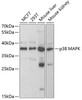 Western blot analysis of extracts of various cell lines, using p38 MAPK antibody (13-989) at 1:1000 dilution.<br/>Secondary antibody: HRP Goat Anti-Rabbit IgG (H+L) at 1:10000 dilution.<br/>Lysates/proteins: 25ug per lane.<br/>Blocking buffer: 3% nonfat dry milk in TBST.<br/>Detection: ECL Basic Kit.<br/>Exposure time: 90s.