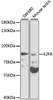 Western blot analysis of extracts of various cell lines, using E2F8 antibody (13-993) at 1:1000 dilution.<br/>Secondary antibody: HRP Goat Anti-Rabbit IgG (H+L) at 1:10000 dilution.<br/>Lysates/proteins: 25ug per lane.<br/>Blocking buffer: 3% nonfat dry milk in TBST.<br/>Detection: ECL Basic Kit.
