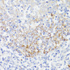 Immunohistochemistry of paraffin-embedded human tonsil using EGFR antibody (13-995) at dilution of 1:150 (40x lens) .