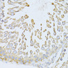 Immunohistochemistry of paraffin-embedded rat testis using GRP78 / BiP antibody (13-999) at dilution of 1:100 (40x lens) .