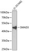 Western blot analysis of extracts of U-251MG cells, using SMAD3 antibody (14-008) at 1:1000 dilution.<br/>Secondary antibody: HRP Goat Anti-Rabbit IgG (H+L) at 1:10000 dilution.<br/>Lysates/proteins: 25ug per lane.<br/>Blocking buffer: 3% nonfat dry milk in TBST.<br/>Detection: ECL Basic Kit.<br/>Exposure time: 90s.